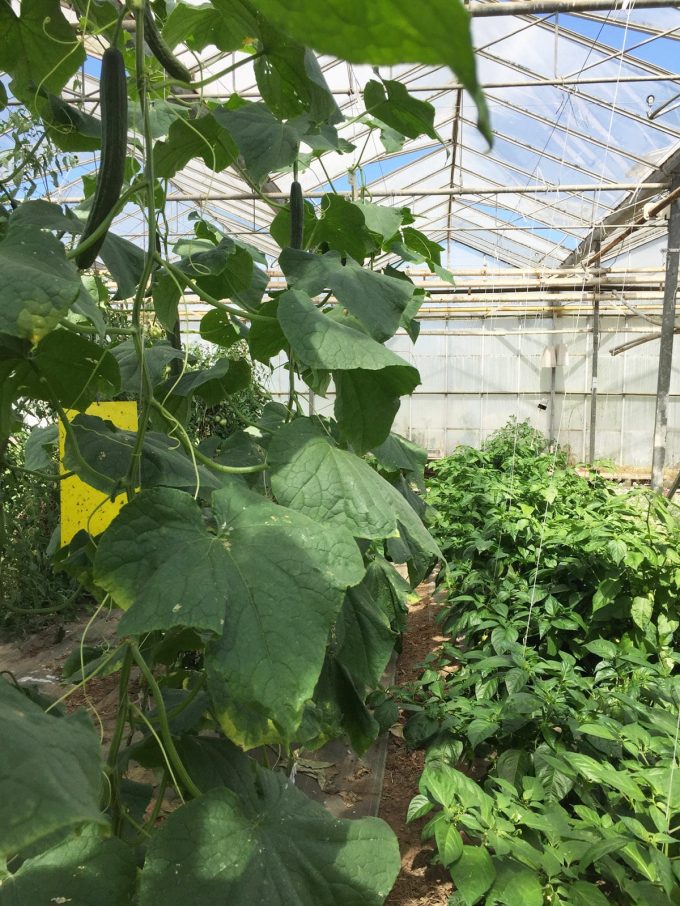 Ferme de Porz an Park - cultures biologiques sous serre