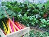 Ferme de Porz an Park - blettes multicolores