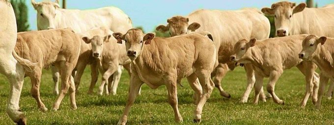 La Ferme des 3 Horizons - blondes d'Aquitaine et leurs veaux au pré