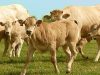 La Ferme des 3 Horizons - blondes d'Aquitaine et leurs veaux au pré