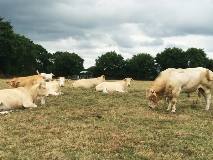 La Ferme des 3 Horizons - troupeau au repos au pré
