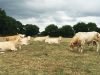 La Ferme des 3 Horizons - troupeau au repos au pré