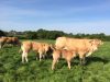 La Ferme des 3 Horizons - veaux blonde d'Aquitaine