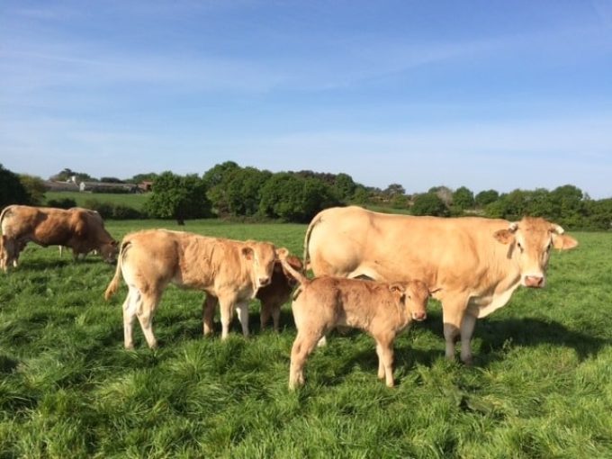 La Ferme des 3 Horizons - veaux blonde d'Aquitaine