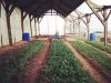 Ferme Douar Mager - culture sous abri