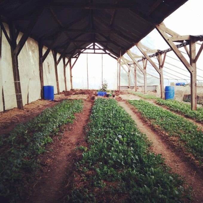 Ferme Douar Mager - culture sous abri
