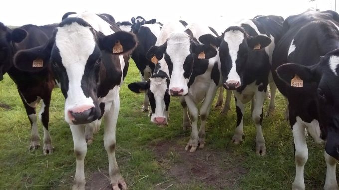 La Ferme du Couëdic