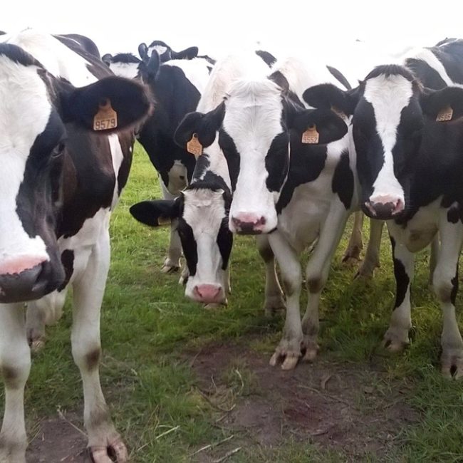 La Ferme du Couëdic