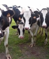 La Ferme du Couëdic