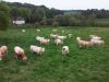 Ferme du Couëdic - Blondes d'Aquitaine à l'herbe