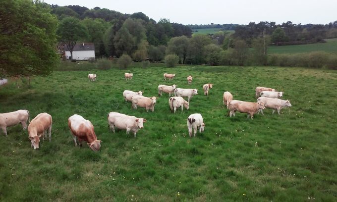 Ferme du Couëdic - Blondes d'Aquitaine à l'herbe