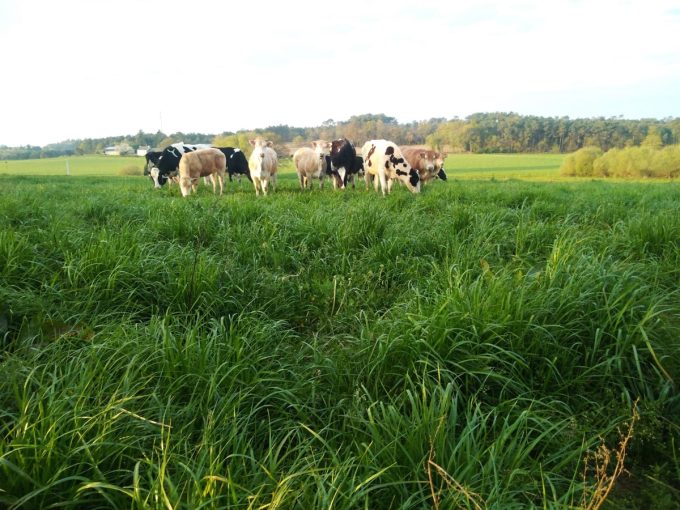 Ferme du Couëdic - élevage à l'herbe