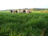 Ferme du Couëdic - élevage à l'herbe