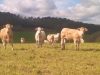 Ferme du Couëdic - Blondes au pré