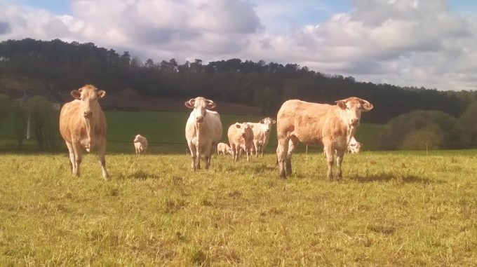 Ferme du Couëdic - Blondes au pré