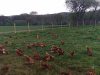 La Ferme de Penhaudan - volailles de plein air