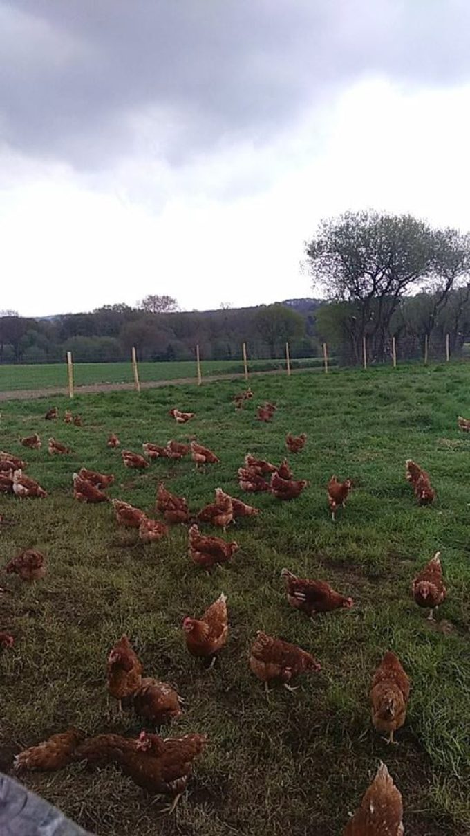La Ferme de Penhaudan - volailles de plein air