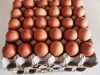 La Ferme de Penhaudan - oeufs