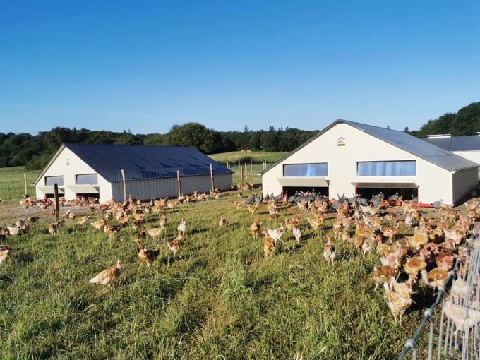 La Ferme de Penhaudan - volailles sous le soleil