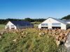 La Ferme de Penhaudan - volailles sous le soleil