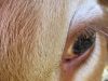 La Ferme d'Élodie - mon oeil