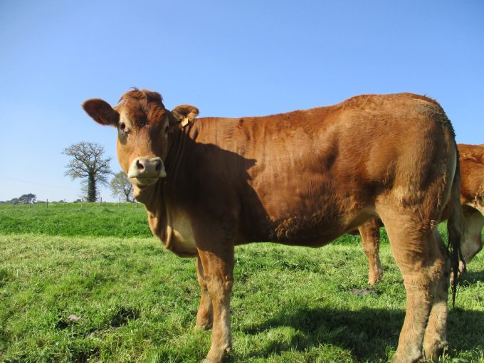 La Ferme d'Élodie - génisse limousine au pré