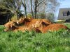 La Ferme d'Élodie - génisses limousines au pré