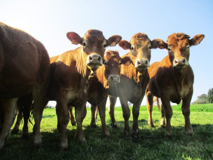 La Ferme d&rsquo;Élodie