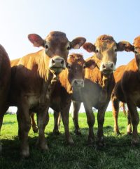 La Ferme d&rsquo;Élodie