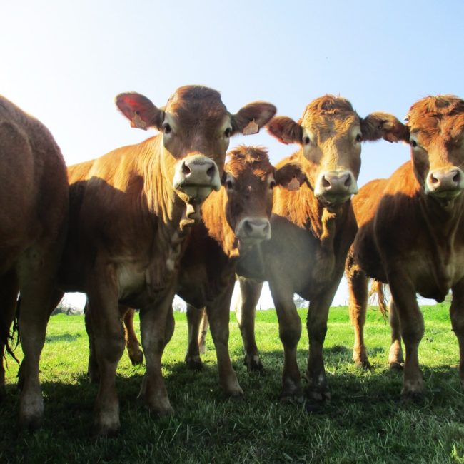 La Ferme d’Élodie