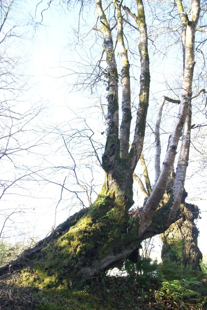 Le Bois du Barde - vieux bouleau