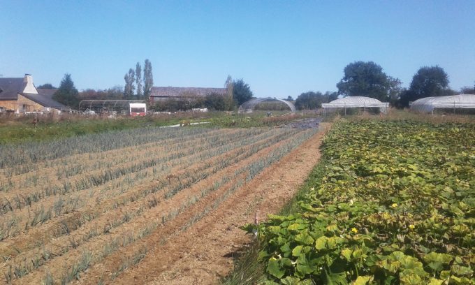 Les Biao Jardins d'la Renaud - cultures de plein champ