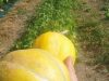 Les Biao Jardins d'la Renaud - melons