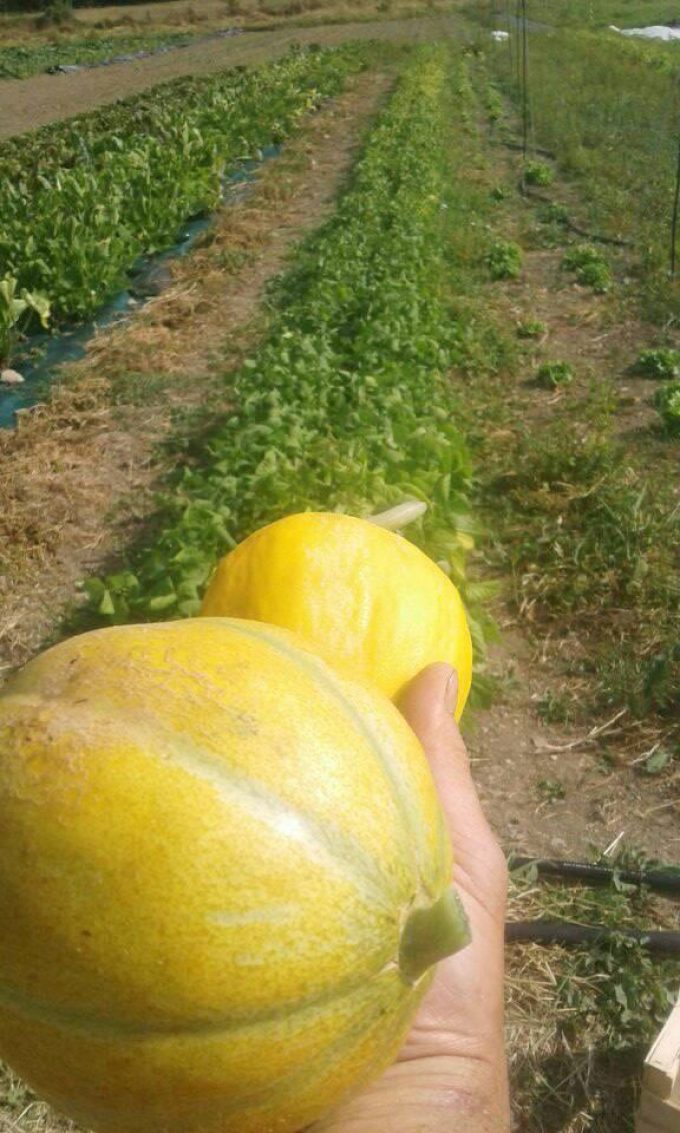Les Biao Jardins d'la Renaud - melons