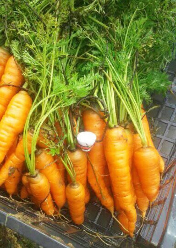 Les Biao Jardins d'la Renaud - carottes