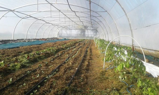 Les Biao Jardins d'la Renaud - cultures sous serre