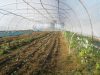 Les Biao Jardins d'la Renaud - cultures sous serre