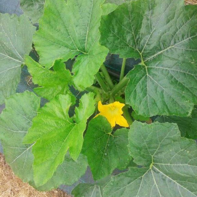 Les Biao Jardins d’la Renaud’