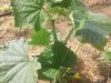 Les Biao Jardins d'la Renaud - plant de courgette