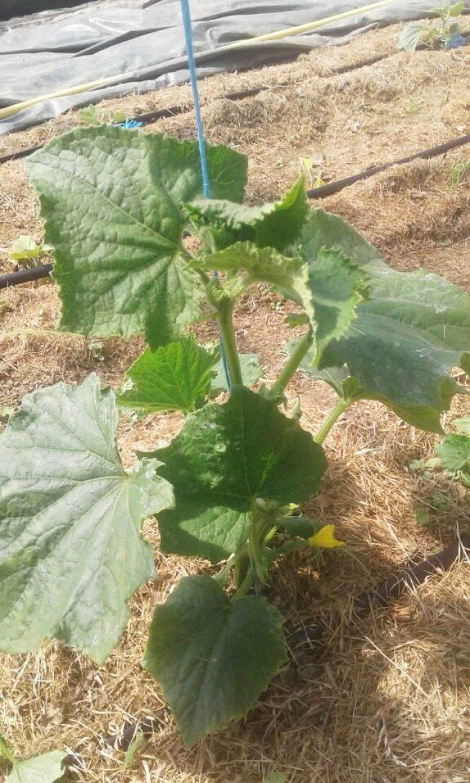 Les Biao Jardins d'la Renaud - plant de courgette