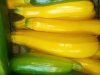 Les Biao Jardins d'la Renaud - courgettes