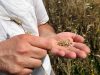 Les Blés en Herbe - contrôle du grain