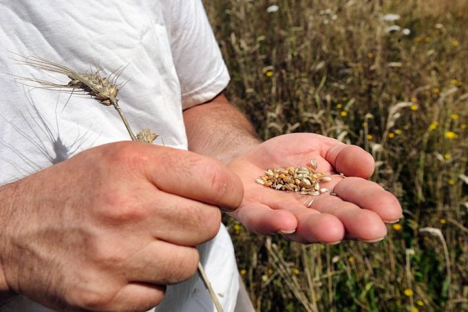 Les Blés en Herbe - contrôle du grain