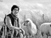 Les Coteaux du Linon - avec des moutons sous les pommiers