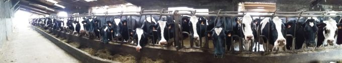 Ferme de la Vache Meugh Lait - notre troupeau