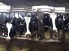 Ferme de la Vache Meugh Lait - notre troupeau
