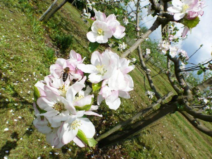 Cidrerie Paul Coïc - fleur de pommier