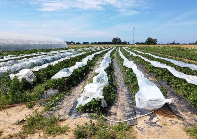 Le Potager de Kergistalen - culture sous tunnel