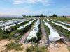 Le Potager de Kergistalen - culture sous tunnel