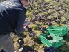 Le Potager de Kergistalen -  culture de pleine terre